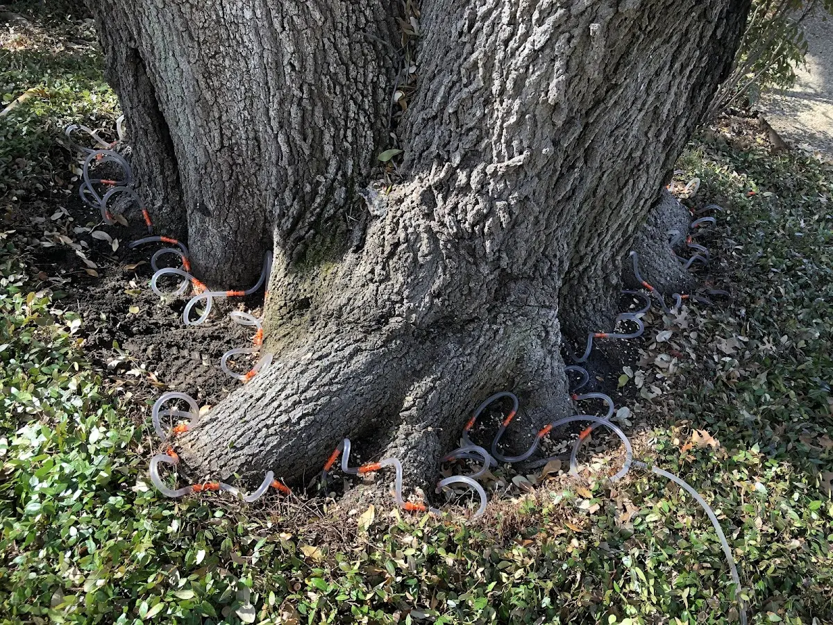 Detailed Tree Cabling and Bracing job site in Numidia